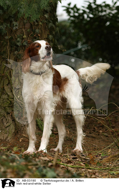 Irish red-and-white Setter / AB-03190