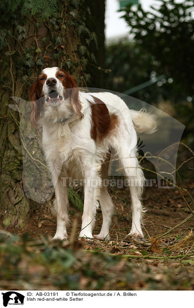 Irish red-and-white Setter / AB-03191