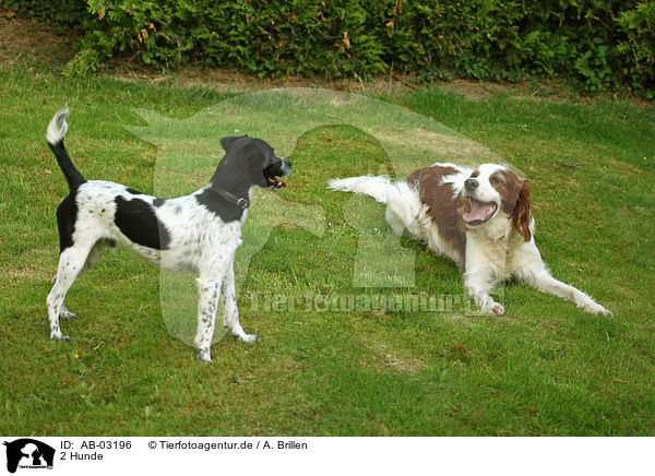 2 Hunde / 2 dogs / AB-03196