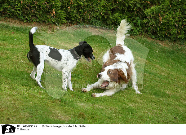 2 Hunde / 2 dogs / AB-03197