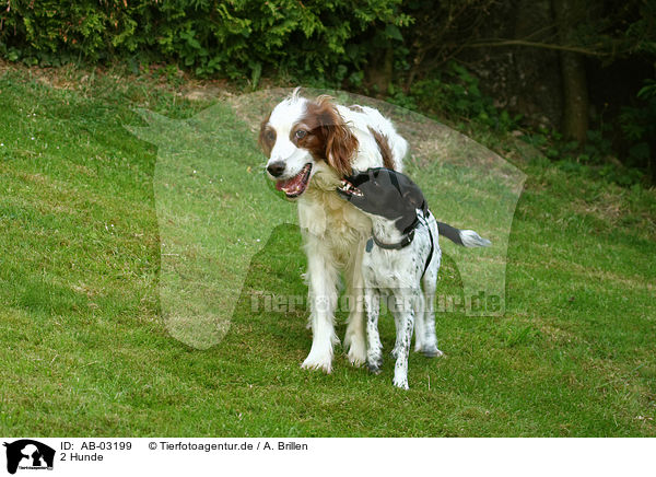 2 Hunde / AB-03199