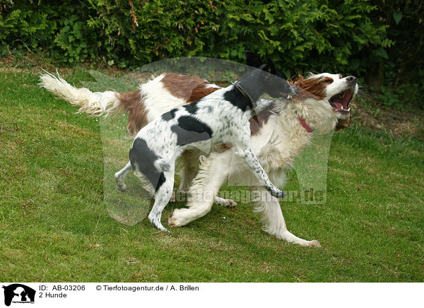 2 Hunde / 2 dogs / AB-03206