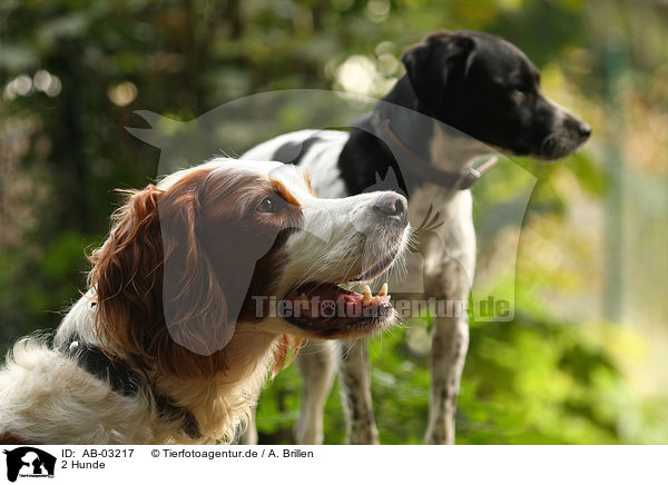 2 Hunde / 2 dogs / AB-03217