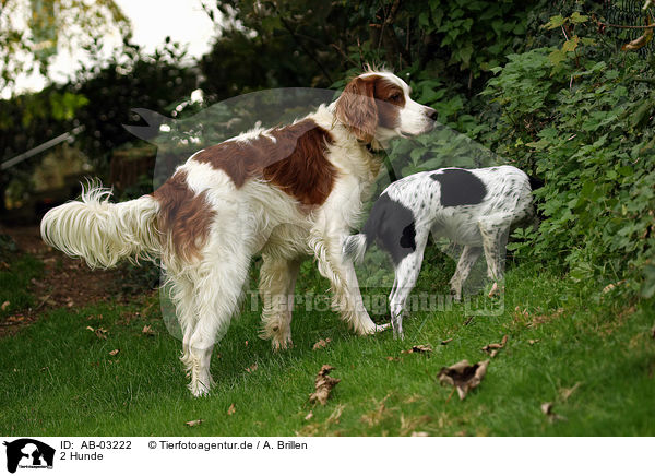 2 Hunde / 2 dogs / AB-03222