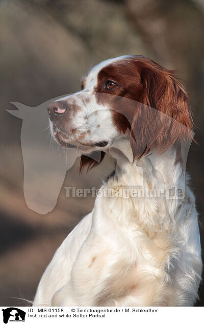 Irish red-and-white Setter Portrait / MIS-01158