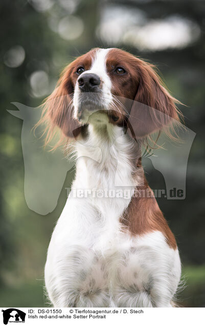 Irish red-and-white Setter Portrait / Irish red-and-white Setter Portrait / DS-01550