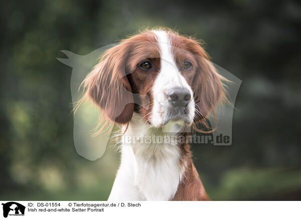 Irish red-and-white Setter Portrait / DS-01554