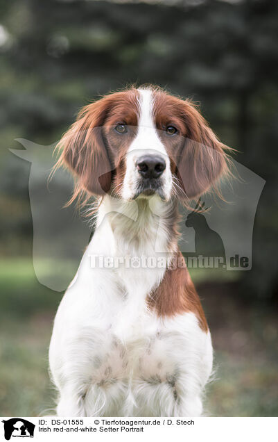 Irish red-and-white Setter Portrait / DS-01555