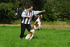 Irish red-and-white Setter