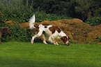 Irish red-and-white Setter