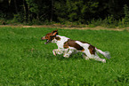 Irish red-and-white Setter