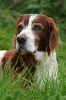 Irish red-and-white Setter