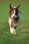 Irish red-and-white Setter