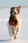 rennender Irish red-and-white Setter