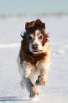 rennender Irish red-and-white Setter