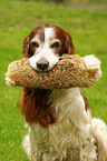 Irish red-and-white Setter