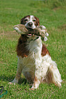 Irish red-and-white Setter