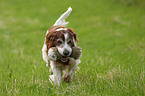 Irish red-and-white Setter