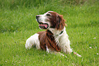 liegender Irish red-and-white Setter