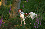 Irish red-and-white Setter