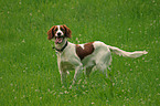 Irish red-and-white Setter