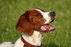 Irish red-and-white Setter Portrait