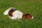 liegender Irish red-and-white Setter