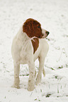 junger Irish Red-and-White Setter im Schnee