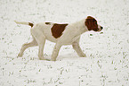 junger Irish Red-and-White Setter im Schnee