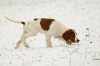 junger Irish Red-and-White Setter im Schnee