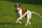 rennender Irish Red-and-White Setter