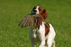 Irish Red-and-White Setter