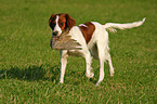 laufender Irish Red-and-White Setter