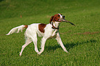 laufender Irish Red-and-White Setter