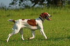 laufender Irish Red-and-White Setter