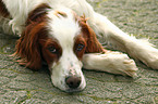 Irish red-and-white Setter