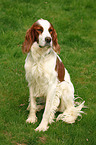 sitzender Irish red-and-white Setter