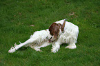 Irish red-and-white Setter