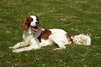 liegender Irish red-and-white Setter