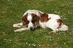 liegender Irish red-and-white Setter