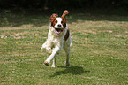 rennender Irish red-and-white Setter