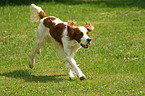 rennender Irish red-and-white Setter