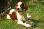 liegender Irish red-and-white Setter