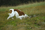 buddelnder Irish red-and-white Setter