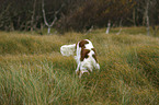 Irish red-and-white Setter