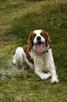 liegender Irish red-and-white Setter