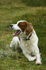 liegender Irish red-and-white Setter