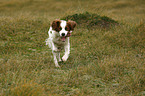 rennender Irish red-and-white Setter