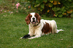 rennender Irish red-and-white Setter