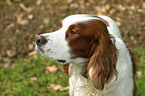 Irish red-and-white Setter Portrait